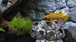 Neolamprologus leleupi