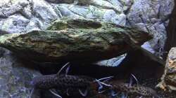 Synodontis petricola