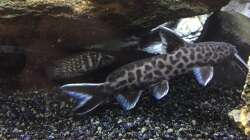 Synodontis petricola Männchen
