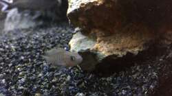 Neolamprologus multifasciatus