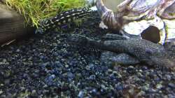 Julidochromis marlieri & Ancistrus spec.