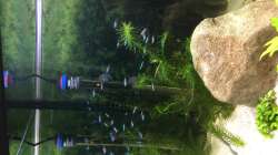 Paracheirodon Axelrodi