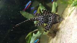  Pterygoplichthys gibbiceps