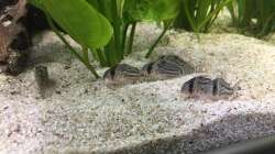 Corydoras Sterbai