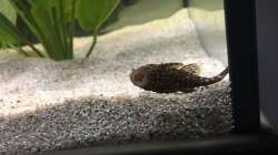 Ancistrus dolichopterus