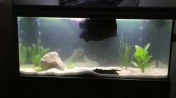 Dekoration im Aquarium Südamerika-Traum