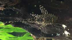  Pterygoplichthys gibbiceps