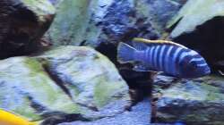 Aquarium Black Stone Tank