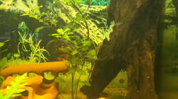 Besatz im Aquarium Welsbecken 400Liter