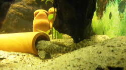 Besatz im Aquarium Welsbecken 400Liter