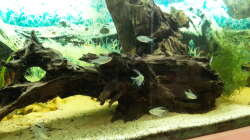 Aquarium Welsbecken 400Liter