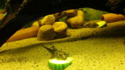 Besatz im Aquarium Welsbecken 400Liter