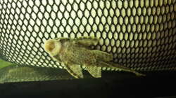 Besatz im Aquarium Welsbecken 400Liter