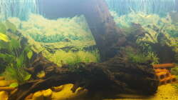 Aquarium Welsbecken 400Liter