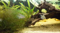 Aquarium Welsbecken 400Liter