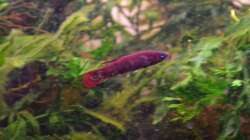 Besatz im Aquarium Enter the Jungle (nur noch als Beispiel)