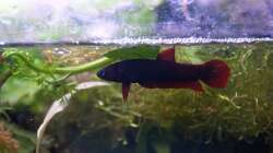 Betta tussyae - Weibchen unter Schaumnest