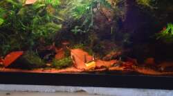 Besatz im Aquarium Enter the Jungle (nur noch als Beispiel)