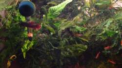 Besatz im Aquarium Enter the Jungle (nur noch als Beispiel)