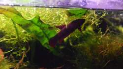 Dekoration im Aquarium Enter the Jungle (nur noch als Beispiel)