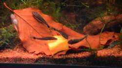 Kürbis ist sehr beliebt bei den Otocinclus