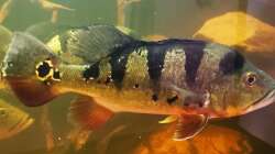 Besatz im Aquarium Südamerika 4.0