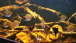 Zwischenzeitlich hatte ich mal 30 Skalare