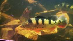 Besatz im Aquarium Südamerika 4.0