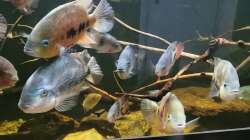 Leider ist mir dieser ganze Besatz gestorben 