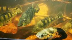 Besatz im Aquarium Südamerika 4.0