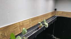 Technik im Aquarium Südamerika 4.0