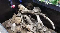 Dekoration im Aquarium Südamerika 4.0