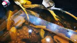 Dekoration im Aquarium Südamerika 4.0