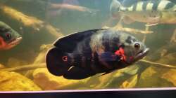 Besatz im Aquarium Südamerika 4.0