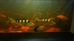 Besatz im Aquarium Südamerika 4.0