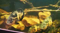 Besatz im Aquarium Südamerika 4.0