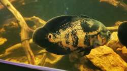 Besatz im Aquarium Südamerika 4.0