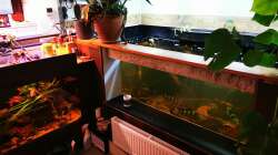 Aquarium Südamerika 4.0