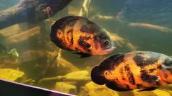 Besatz im Aquarium Südamerika 4.0