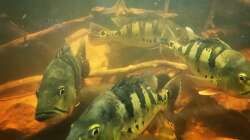 Besatz im Aquarium Südamerika 4.0