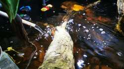 Dekoration im Aquarium Südamerika 4.0