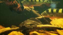 Besatz im Aquarium Südamerika 4.0