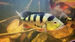 Besatz im Aquarium Südamerika 4.0