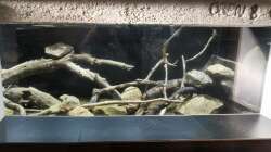 Dekoration im Aquarium Südamerika 4.0