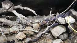 Dekoration im Aquarium Südamerika 4.0