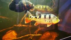 Besatz im Aquarium Südamerika 4.0