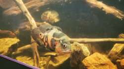 Besatz im Aquarium Südamerika 4.0