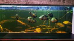 Besatz im Aquarium Südamerika 4.0