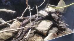 Dekoration im Aquarium Südamerika 4.0