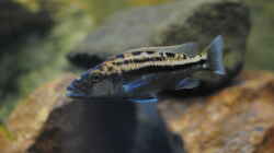 Tyrannochromis Maculiceps von Mbenji
